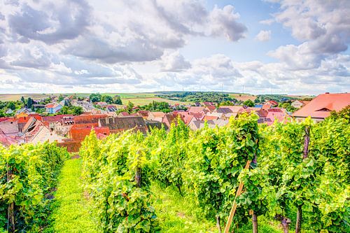 Vignoble près de Wipfeld sur le Main