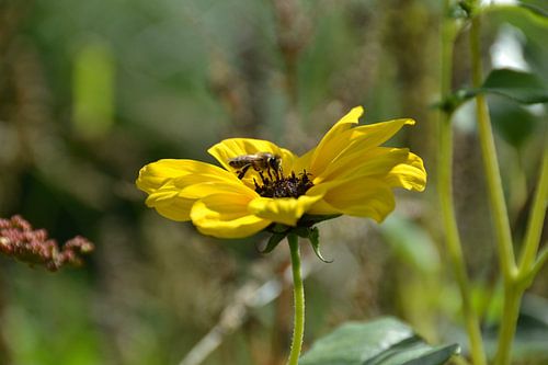 Zonnebloem met bij
