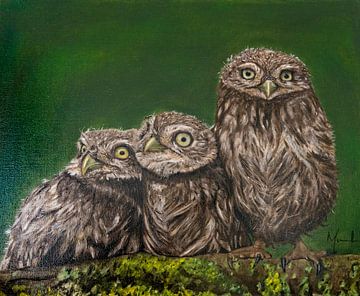 Three Owl Chicks on a mossy tree trunk by Marieke Schouten