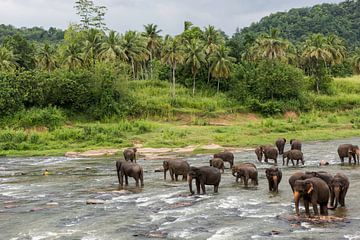 Olifanten op Sri Lanka van Roland de Zeeuw fotografie