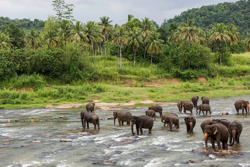 Elephants in Sri Lanka by Roland de Zeeuw fotografie