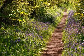 Wandelpad in het Wildrijk, Sint Maartenszee van Margreet Frowijn
