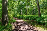 Ein frischer grüner Waldweg mit schönen Farnen am Wegesrand.