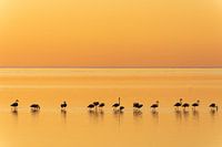 Flamingos at Walvis Bay (Namibia).