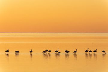 Flamingos at Walvis Bay (Namibia). by Kees Kroon