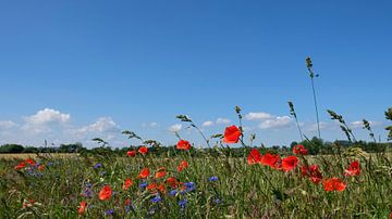 Poppy Panorama