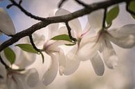 Branch of the magnolia by tim eshuis thumbnail