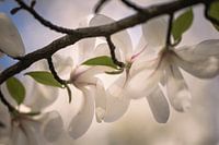Zweig der Magnolie