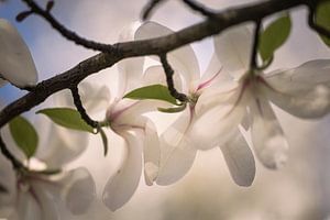Tak van de magnolia van tim eshuis