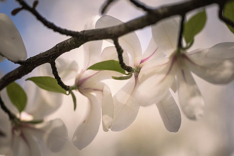 Branch of the magnolia by tim eshuis