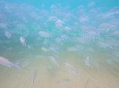 Deep in the sea - fishing by Nicole Nagtegaal thumbnail