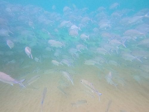 Diep in de zee - vissen