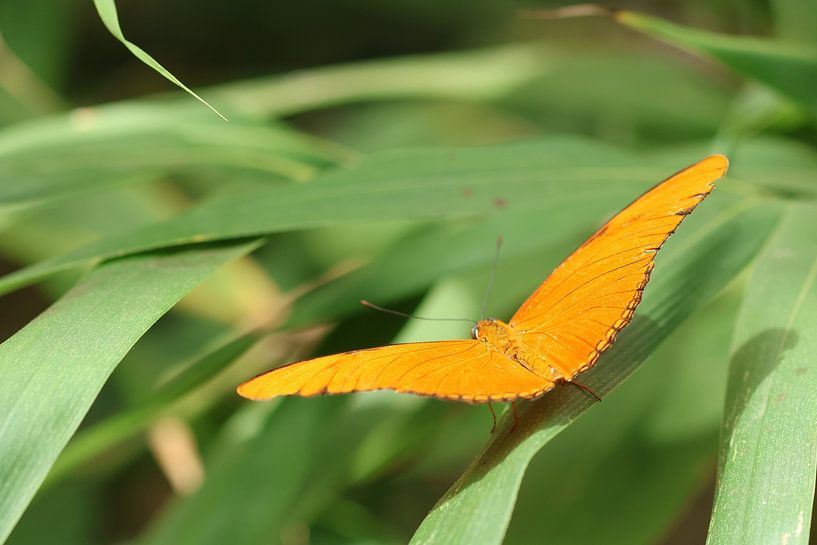 Orange oben von Daniëlle Eibrink Jansen