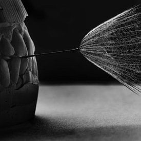 Rino Terravecchia Profile picture