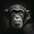 black-and-white portrait of a chimpanzee monkey by Margriet Hulsker thumbnail
