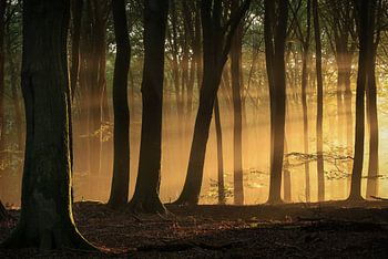 De eerste zonnestralen in het bos