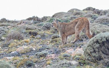 Junger Puma in der Landschaft von Lennart Verheuvel