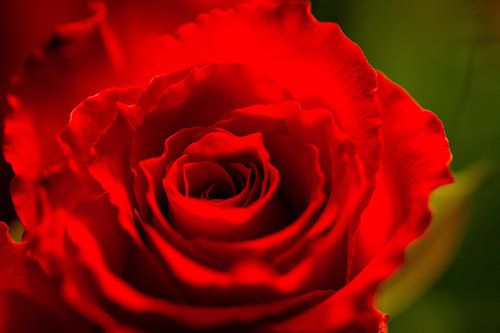 The heart of a red rose