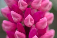 Lupinus galerie rose