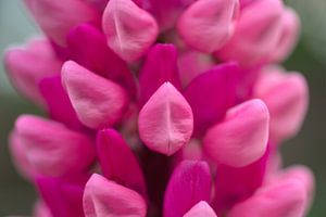 Lupinus gallery roze
