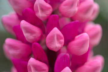 Lupinus gallery roze van Photoharald
