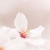 Dromerige Sakura.1 van Daniëlle Eibrink Jansen