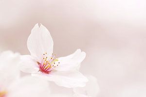 Sakura de rêve.1
