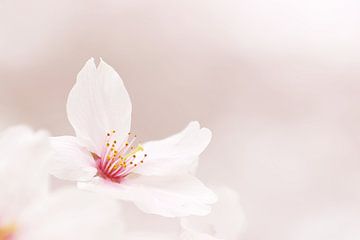 Dromerige Sakura.1 van Daniëlle Eibrink Jansen