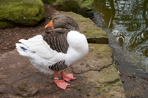 Weiß braune Hausgans putzt sich an einem Teich