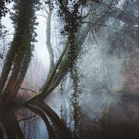 Magische Bäume im Morgennebel von Erwin Kamp