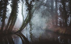 Arbres magiques dans le brouillard du matin sur Erwin Kamp