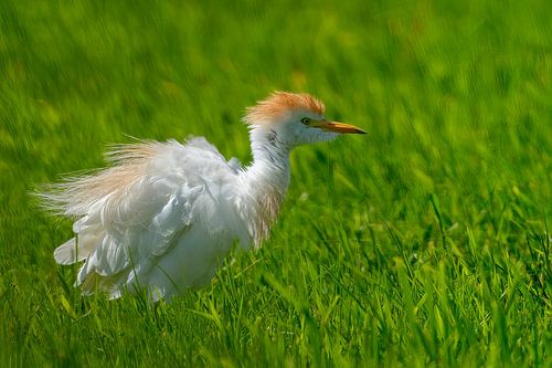 Koereiger