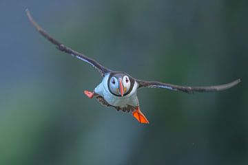 Papegaaiduiker voor de landing van Larissa Rand