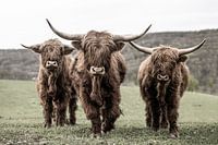 Three Scottish Highland Cattle