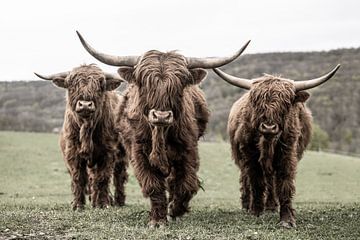 Trois bovins écossais Highland sur Jan Schuler