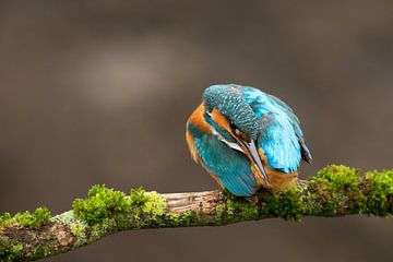 Eisvogel, der im Wurf fotografiert wurde. von Jeroen Stel