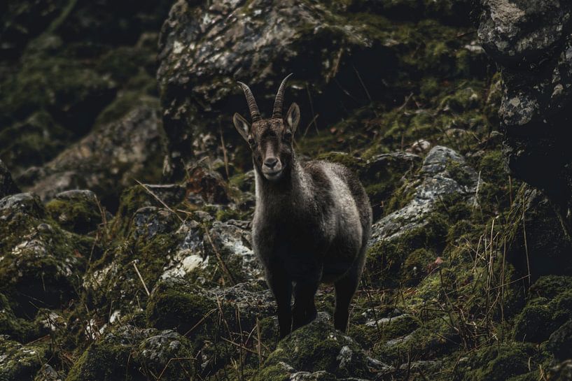 ziege von Larsphotografie
