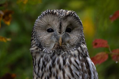 Ural owl in the forest - Mystical portrait with soft bokeh