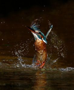 Ijsvogel duikt op sur Gejo Wassink