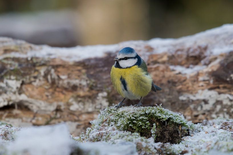 Blue Tit by Adriaan Westra