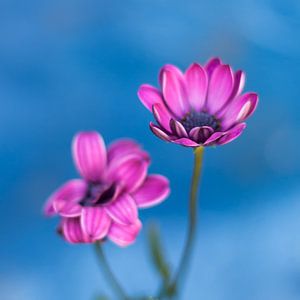 Blume (3)