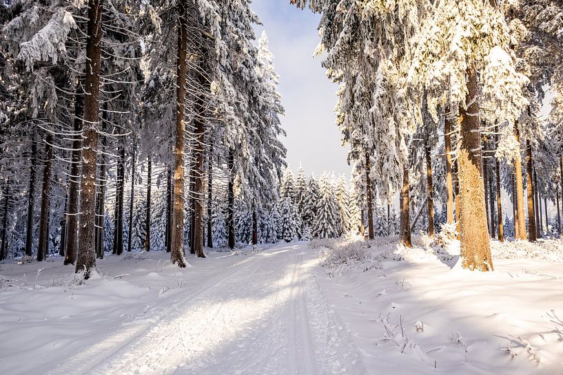 Cross-country skiing in the snowy Thuringian Forest near Floh-Seligenthal - Thuringia - Germany by Oliver Hlavaty