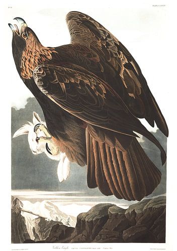 Steenarend