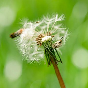 Vrolijke kleurrijk groene zomer Bombylius major macro (grote bijenvlieg of gewone wolzwever) op paar van John Quendag