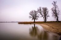3 bomen