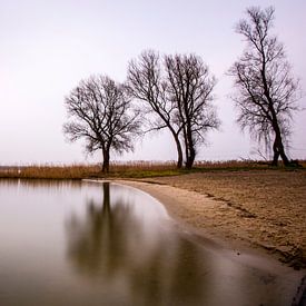 3 Trees by Matthijs Dijk