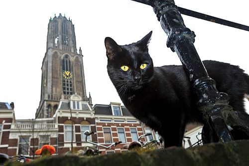 Poes met Domtoren, Utrecht