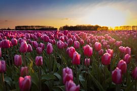 Tulips at sunset by StephanvdLinde