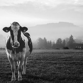 Vache dans la rosée du matin noir et blanc sur Deborah de Koning