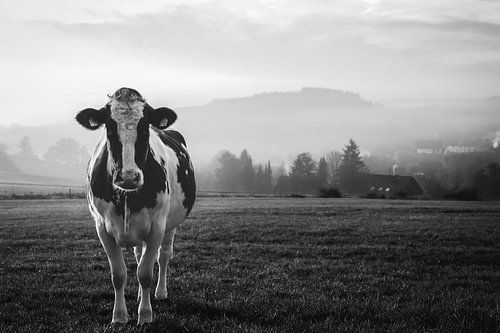 Kuh im Morgentau schwarz-weiß